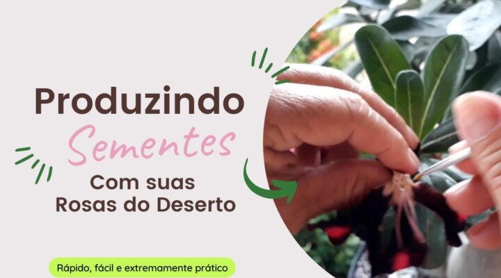 Como Polinizar Flores de Rosa do Deserto para Produzir Sementes