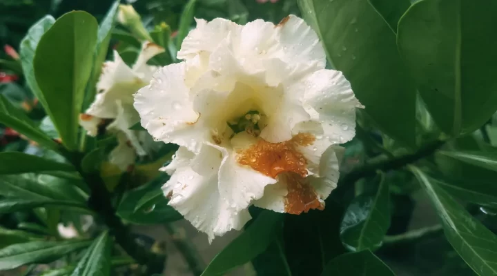 O que Acontece com as Flores de Rosa do Deserto na Época Chuvosa