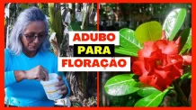 Esse é o Adubo Ideal para a Floração de Rosa do Deserto