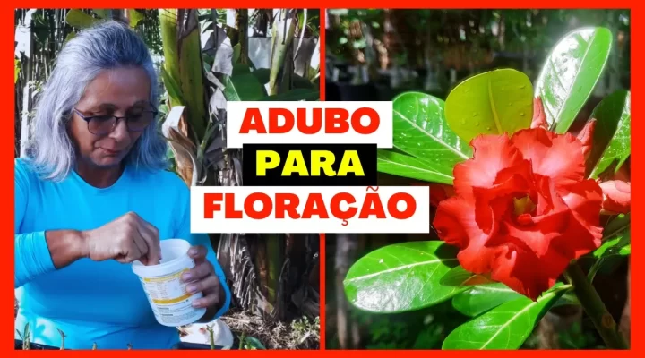 Esse é o Adubo Ideal para a Floração de Rosa do Deserto