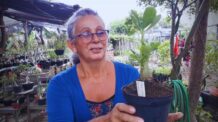 Mudança de Vaso das Rosas do Deserto que Foram Plantadas antes do tempo