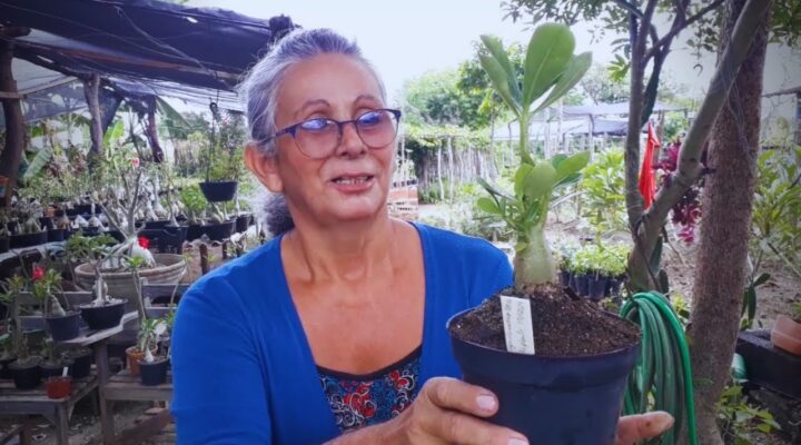 Mudança de Vaso das Rosas do Deserto que Foram Plantadas antes do tempo