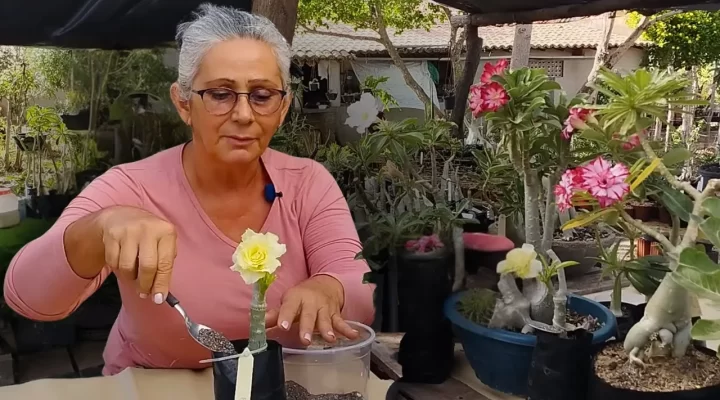 Adubo que faz EXPLODIR de tantas FLORES na Rosa do Deserto