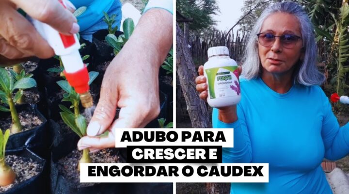 Adubo para CRESCER e ENGORDAR O CAUDEX das Mudinhas de Rosa do Deserto