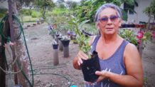 A Rosa do Deserto está com Podridão, Mas Algo Surpreendente Aconteceu!