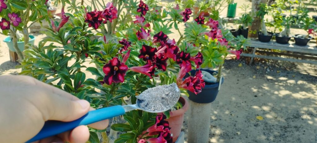 como fazer a rosa do deserto florescer mais rápido 2