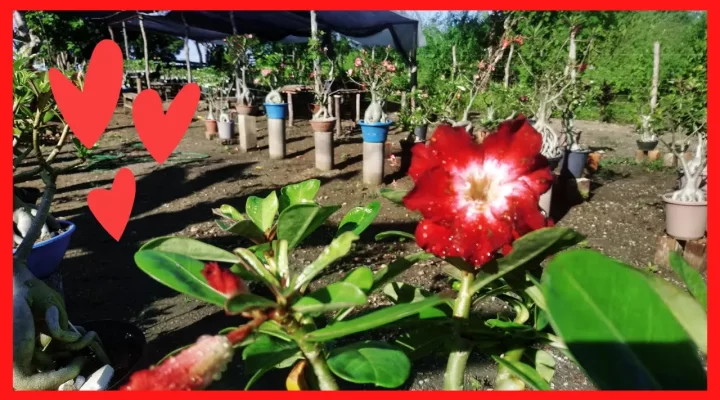 A Rosa do Deserto após as Chuvas: Quero Mostrar Só Flor de Rosa do Deserto para Vocês Hoje