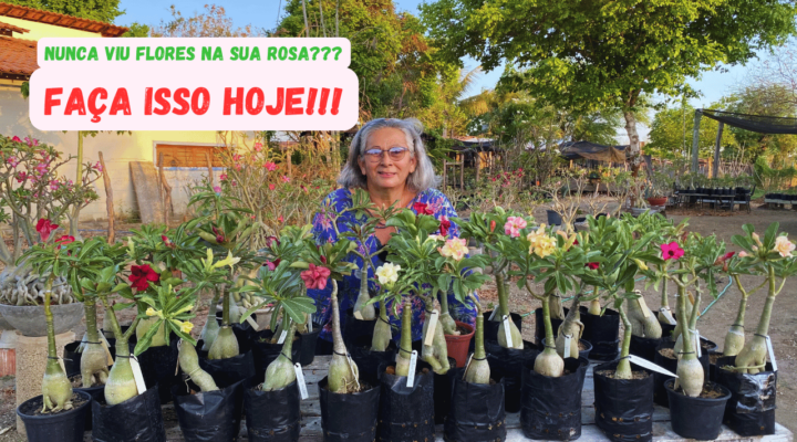 Por que Suas Rosas do Deserto NÃO Florescem? Descubra o Erro que Quase Todos Cometem!