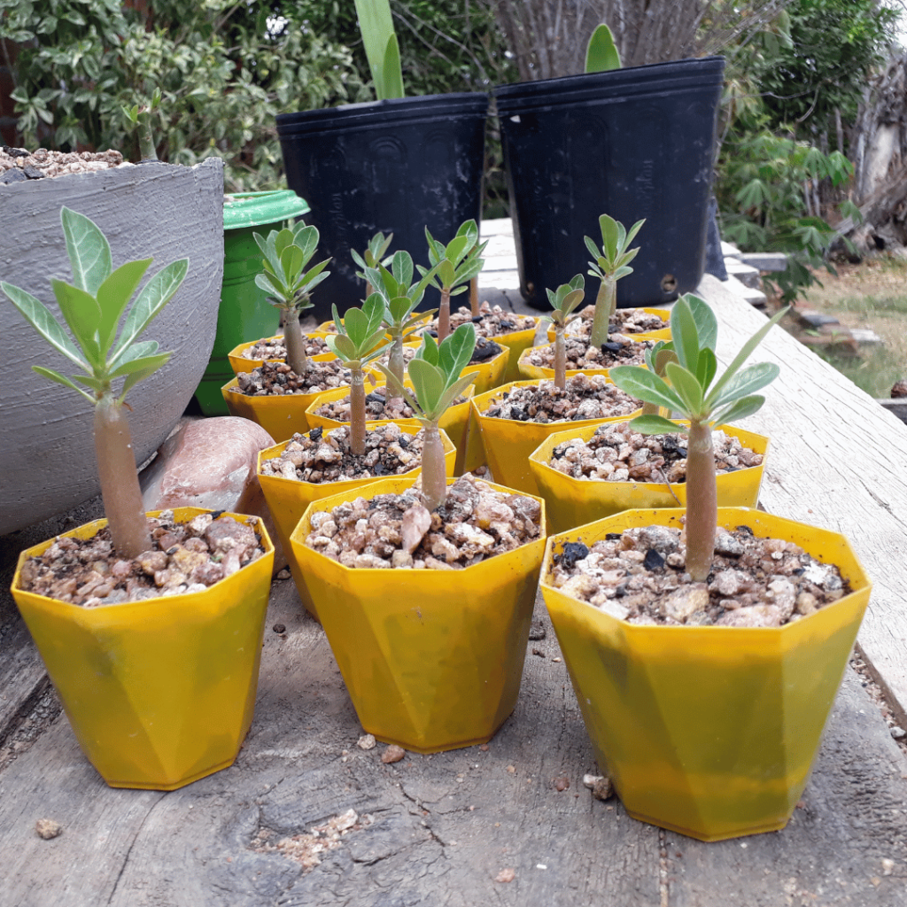 Como plantar sementes de Rosa do Deserto corretamente 2