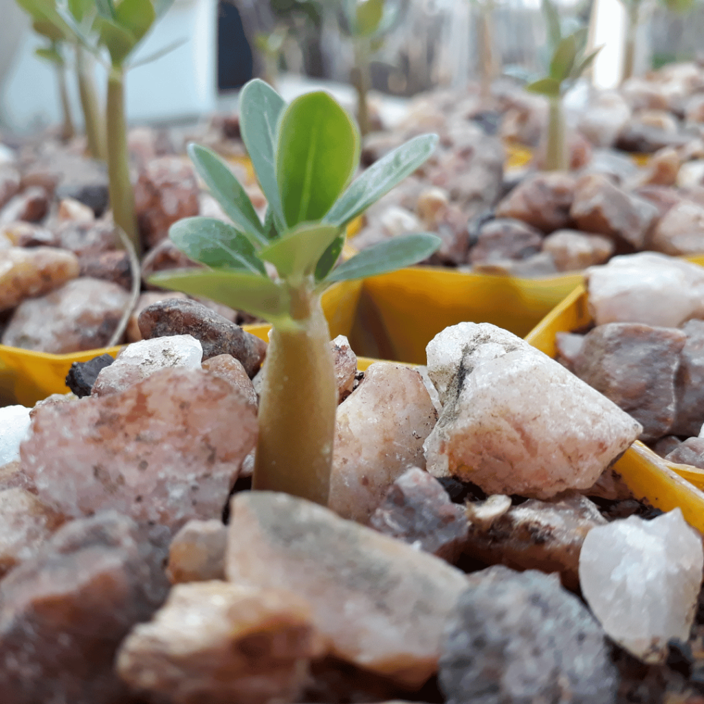 Como plantar sementes de Rosa do Deserto corretamente 1