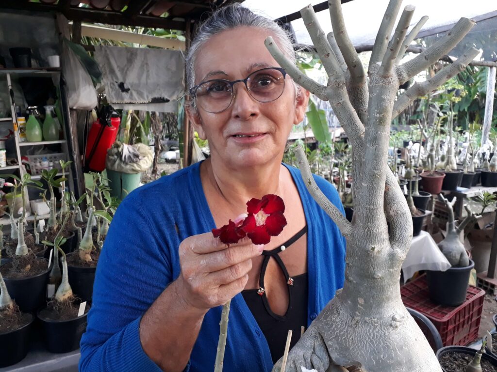 como fazer enxertos na rosa do deserto 1