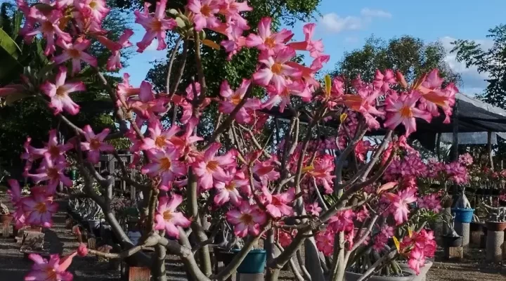 Rosa do Deserto em Risco? O Que Folhas Caindo Revelam!