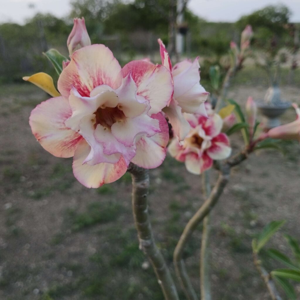 Queda de folhas na Rosa do Deserto: causas e soluções 2