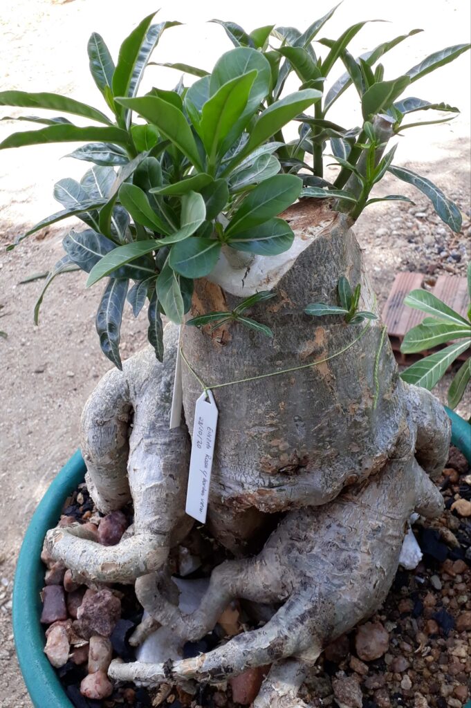 Como tratar podridão na Rosa do Deserto 1