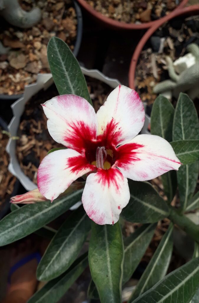 Prevenção de pragas em rosas do deserto com enxofre