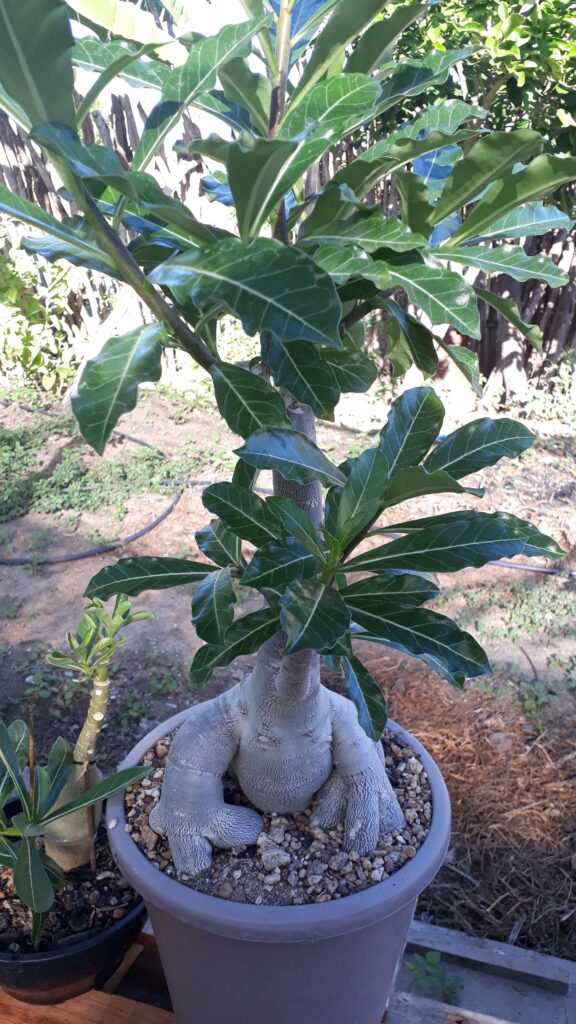 Erro comum ao usar cola em Rosa do Deserto 2