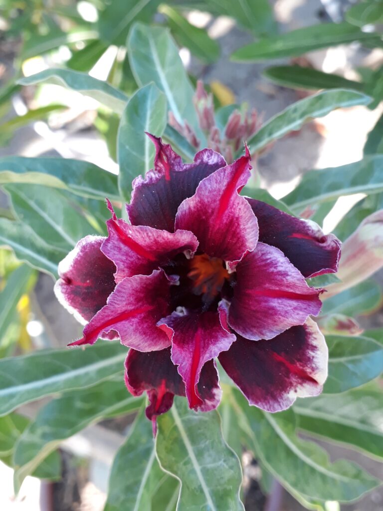 rosa do deserto com folhas amarelas e queimadas