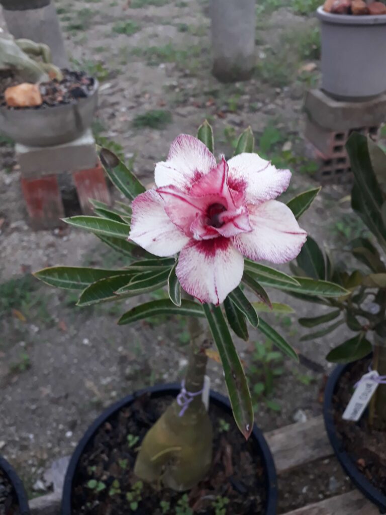 Tratamento eficaz contra mosca branca nas rosas do deserto 2