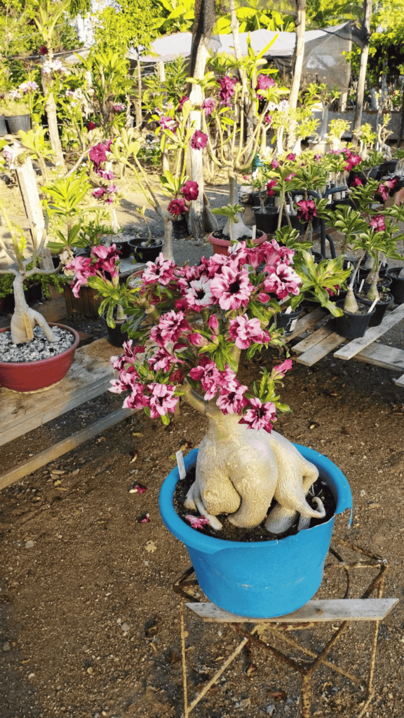 Cuidados básicos para iniciantes com a Rosa do Deserto 1