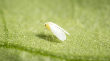 Cansada de Lutar com a Mosca Branca? Aqui Está a Solução