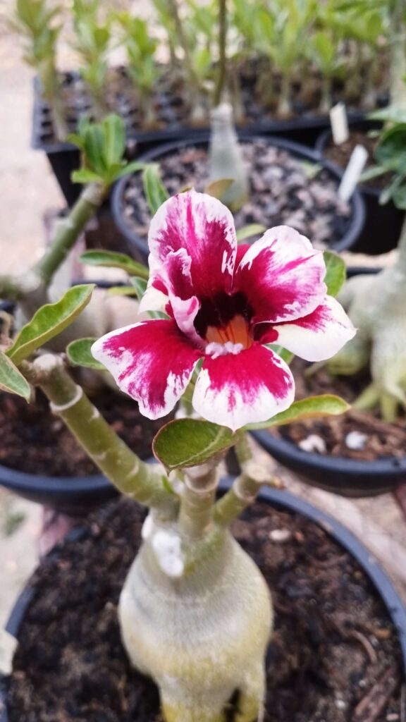 Técnicas de poda para fortalecer a rosa do deserto