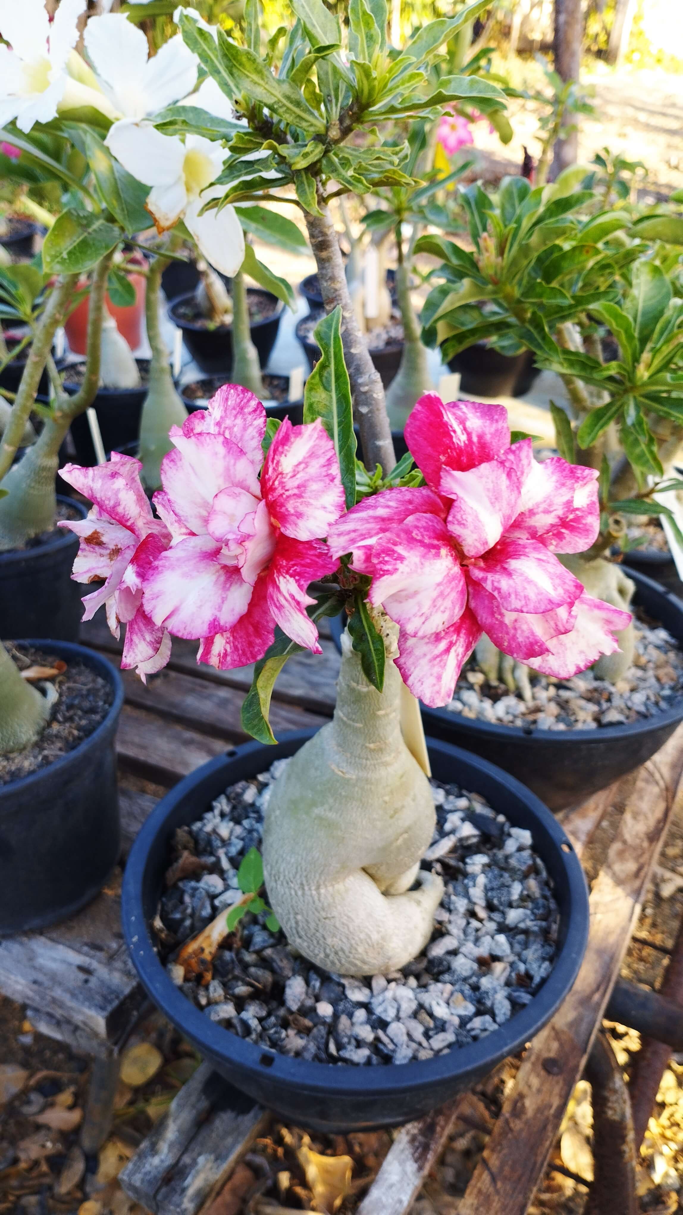 Técnicas de poda para fortalecer a rosa do deserto 2