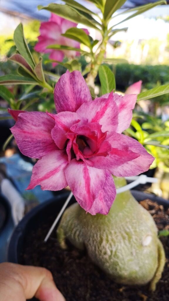 Diferença entre adubo químico e orgânico nas Rosas do Deserto 1