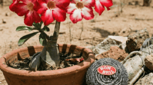 bombril na rosa do deserto