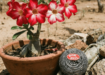 Bombril na Rosa do Deserto: Truque Genial ou Risco?