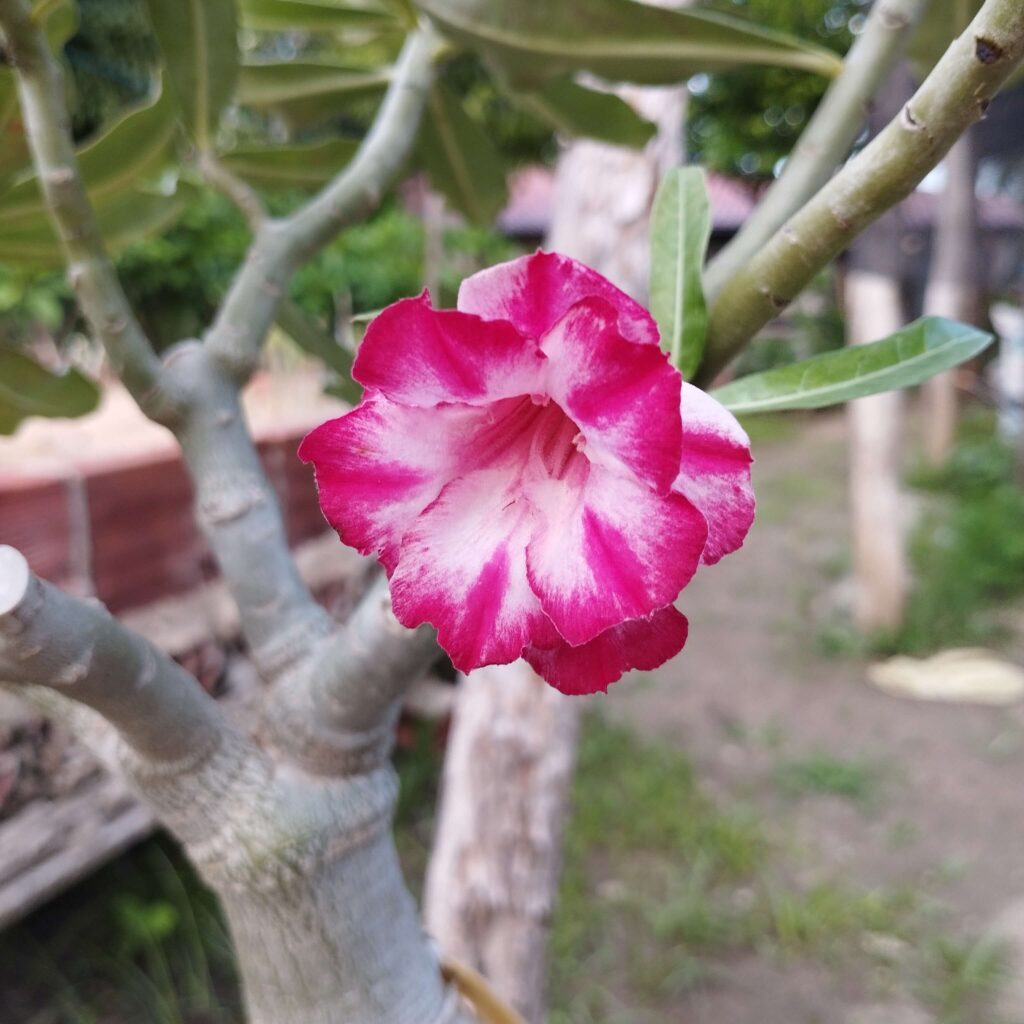 como podar rosa do deserto pela primeira vez 7