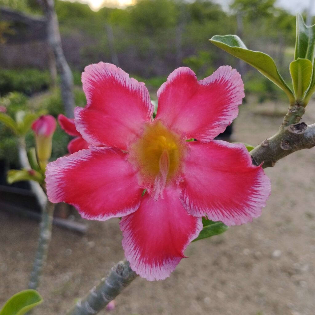 como podar rosa do deserto pela primeira vez 6