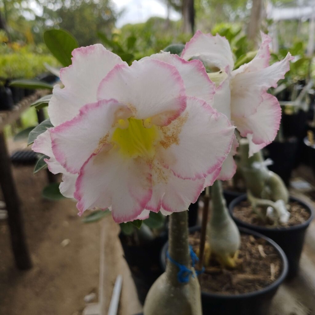 como podar rosa do deserto pela primeira vez 5