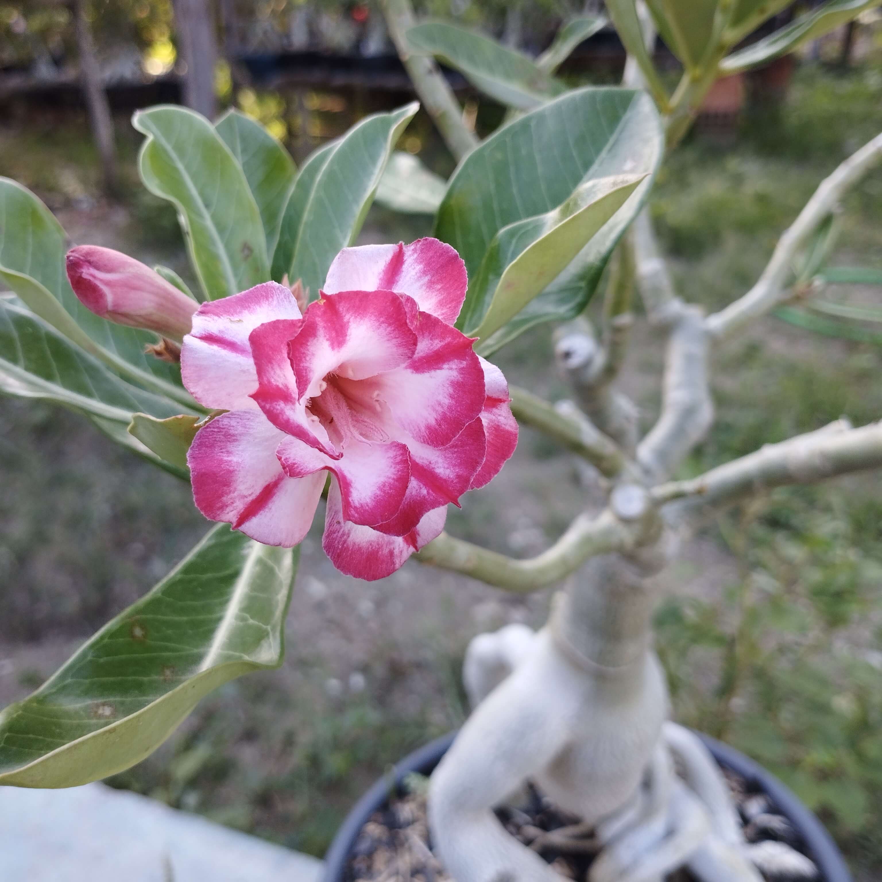 como podar rosa do deserto pela primeira vez 4