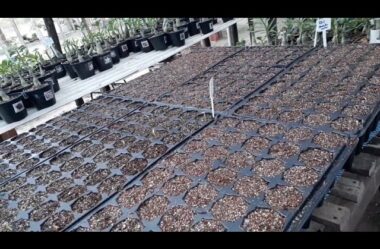 O Passo a Passo para Germinar as suas Sementes de Rosa do Deserto