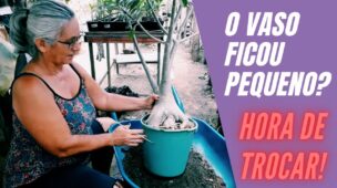 como transplantar rosa do deserto de um vaso para outro