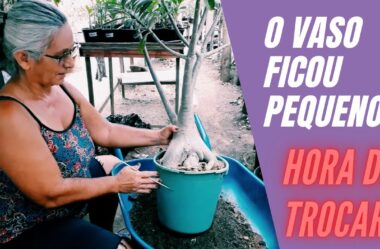 CUIDADOS ao TRANSPLANTAR a sua ROSA DO DESERTO Gigante
