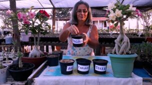 substrato para rosa do deserto como fazer