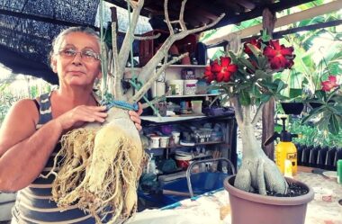 Levantando o Caudex de uma Rosa do Deserto Gigante