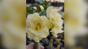 flor bridal buquê amarela