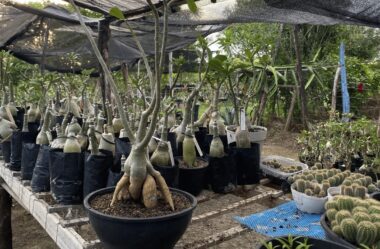 Levante o Caldex e Transforme Sua Rosa do Deserto