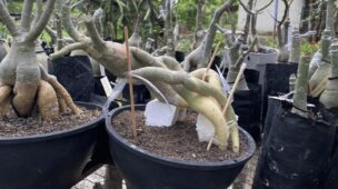 replante rosa do deserto