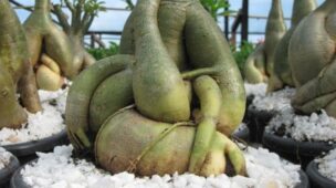 limpeza de raízes rosa do deserto