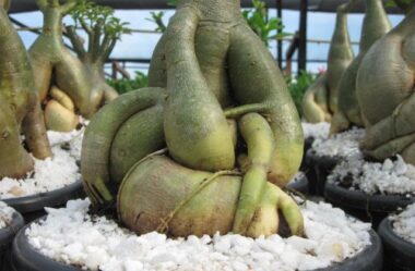 Poda e Depilação de Raízes da Rosa do Deserto: Técnica Revelada Passo a Passo!