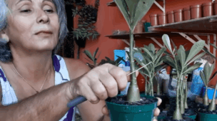 poda correta para estimular novos galhos