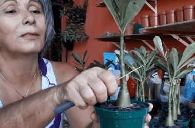 Erro Comum: Sem Essa Poda Suas Plantas Não Crescem Bem