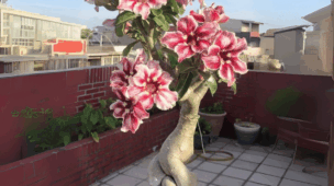 como deixar o caudex da rosa do deserto grosso