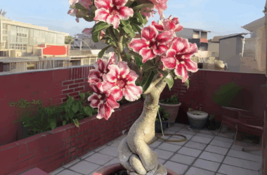 Deixe Sua Rosa do Deserto Escultural: Técnica Simples Que Poucos Conhecem