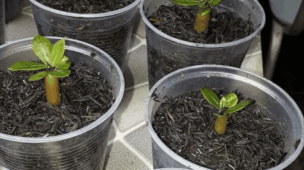 como plantar sementes de rosa do deserto em casa passo a passo