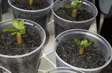 O Segredo Revelado: Como Plantar Sementes e Fazer Elas Germinarem Mais Rápido do Que Você Imagina!