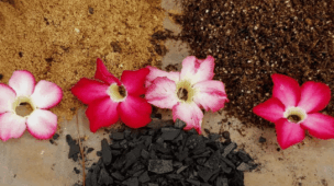 como fazer substrato para rosa do deserto